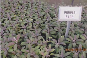 SAGE PURPLE SAGE PURPLE